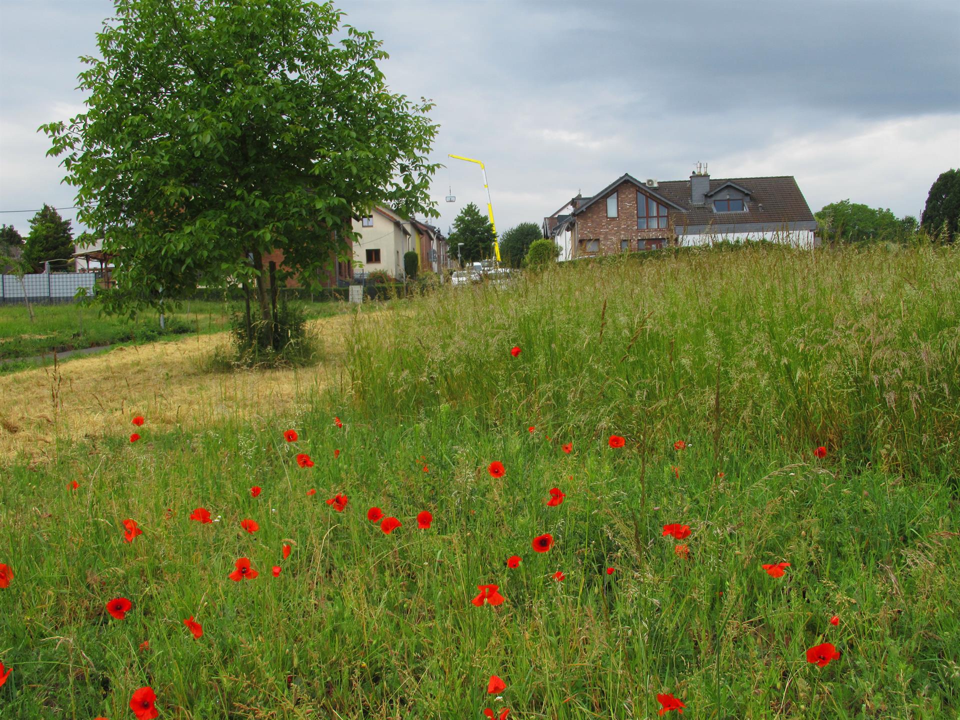 Blühwiese 