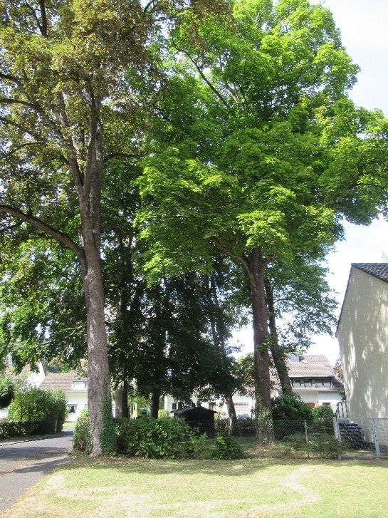 Straßenzugbegrünung Parkstraße