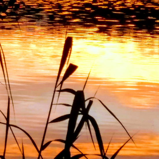 Sabine Müller-Braun